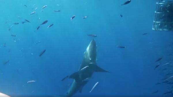 墨西哥大白鯊撞鐵籠卡頭無人救 失血過多終慘死遊客面前