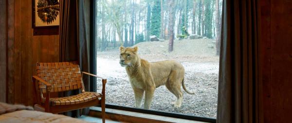 英國野生動物保護區酒店 近距離觀賞獅子、老虎、野狼