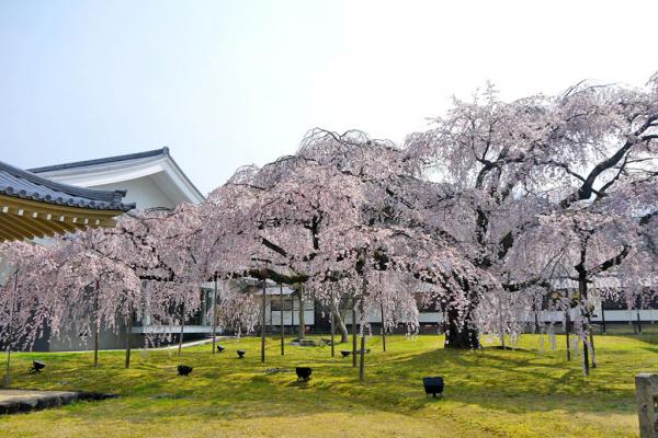 櫻花 京都 醍醐寺