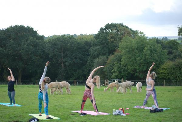 英國首個草泥馬陪同做瑜伽課程 田園中悠閒伸展治癒感滿分