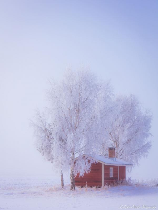 芬蘭童話式雪景 超夢幻漫天雪地冰封森林