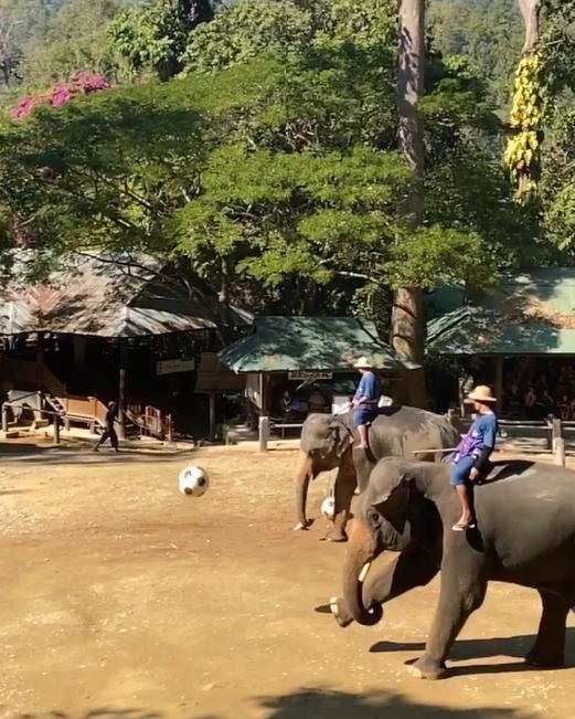 劉嘉玲遊泰國曬大象表演片 網民鬧爆：不知道訓練過程多不人道嗎？