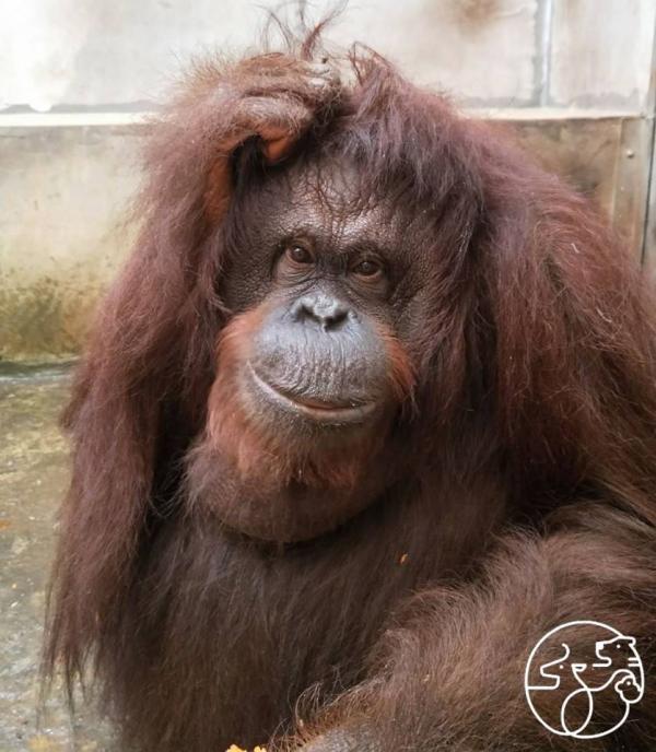 新竹市立動物園重新開放 打造全台第一座沒有鐵籠的動物園