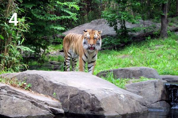 新竹市立動物園重新開放 打造全台第一座沒有鐵籠的動物園