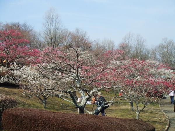 櫻花以外春冬季賞花之選！日本6大賞梅花景點推介