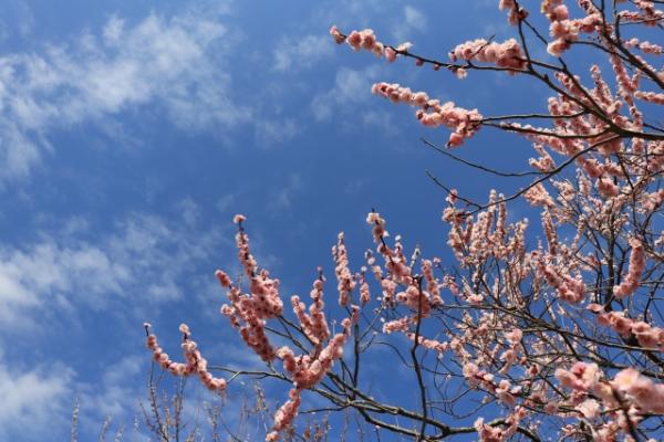 櫻花以外春冬季賞花之選！日本6大賞梅花景點推介