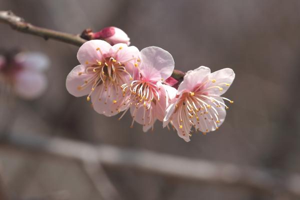 日本6大賞梅花景點推介 櫻花以外春冬季賞花之選！
