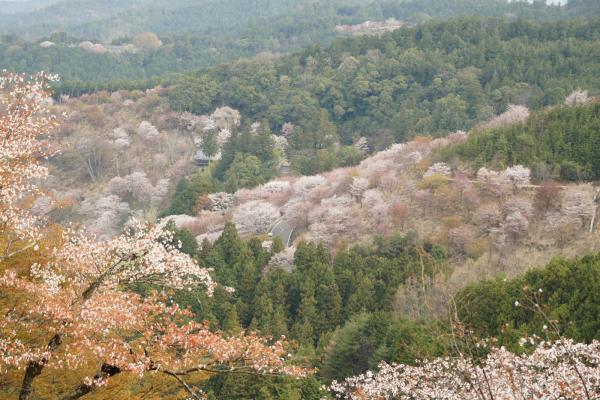 日本櫻花景點 奈良吉野山