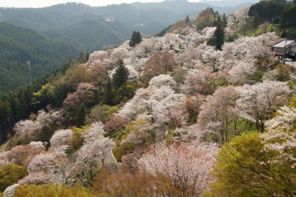 日本櫻花景點 奈良吉野山