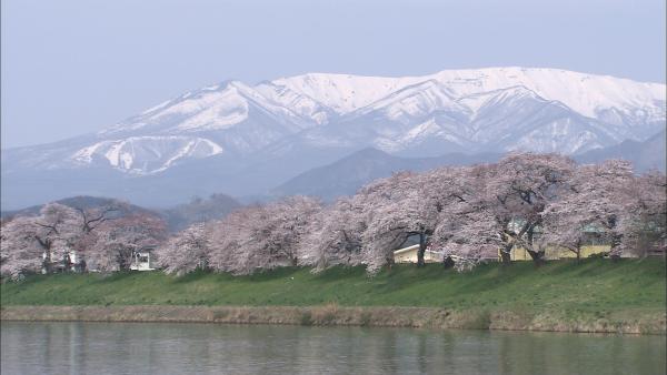 日本櫻花景點 白石川堤一目千本櫻