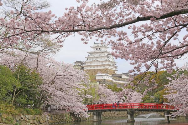 日本櫻花景點 姬路城