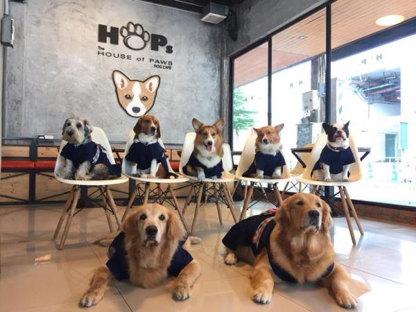 曼谷Siam區人氣狗狗Cafe 萌爆哥基、雪橇狗、鬥牛犬超痴人