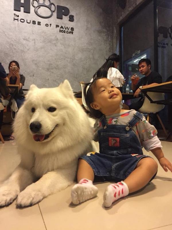 曼谷Siam區人氣狗狗Cafe 萌爆哥基、雪橇狗、鬥牛犬超痴人