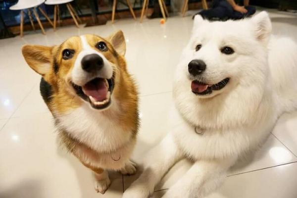 曼谷Siam區人氣狗狗Cafe 萌爆哥基、雪橇狗、鬥牛犬超痴人