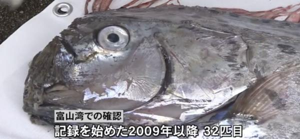 日本即將出現大地震？3日內2次驚現罕見「地震魚」