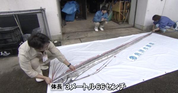 日本即將出現大地震？3日內2次驚現罕見「地震魚」
