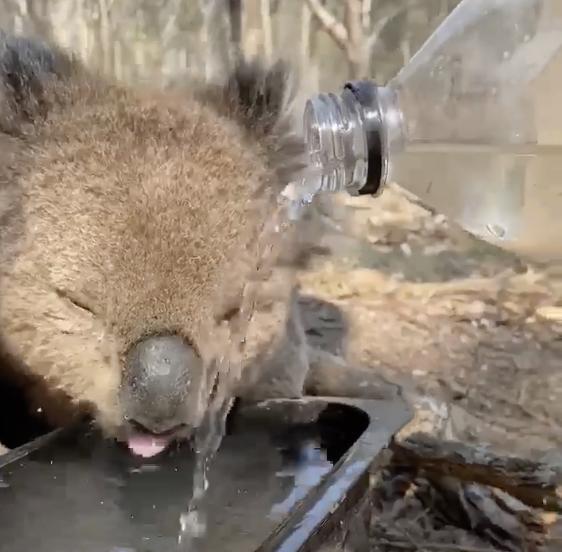 好心人錯誤方法餵樹熊喝水直灌肺部 無辜樹熊患吸入性肺炎死亡