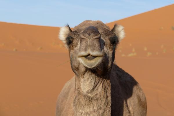 澳洲乾旱缺水恐駱駝搶水源 直升機出動5日已射殺5000駱駝