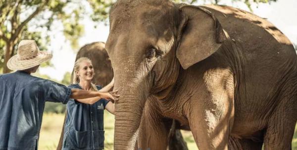 泰國清萊夢幻森林玻璃屋 躺在床上睇大象眼前行過！