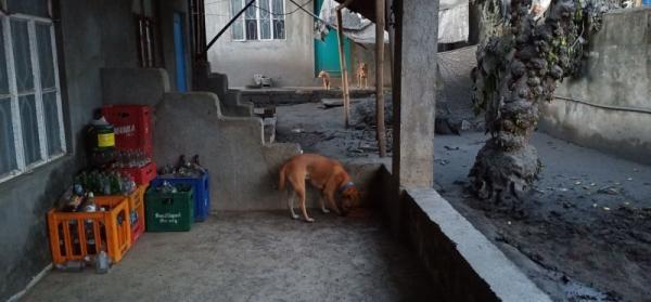 菲律賓火山爆發致寵物/牲畜遭遺棄 吸入火山灰／斷水斷糧而死！
