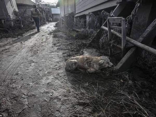 菲律賓火山爆發致寵物/牲畜遭遺棄 吸入火山灰／斷水斷糧而死！