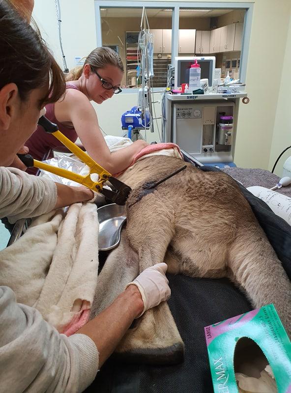 澳洲發現袋鼠遭非法射傷 在受保護區域卻淪為獵人箭靶！