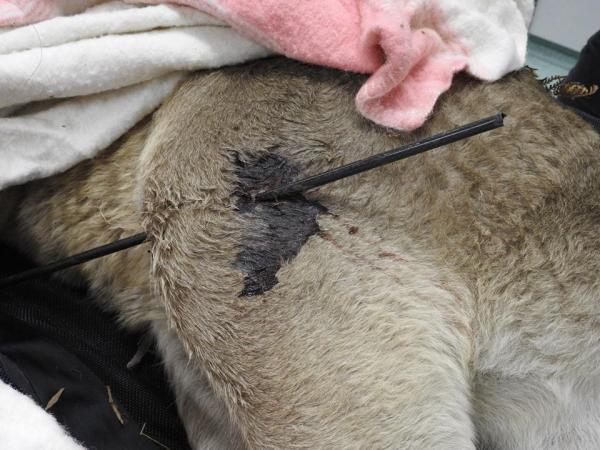 澳洲發現袋鼠遭非法射傷 在受保護區域卻淪為獵人箭靶！