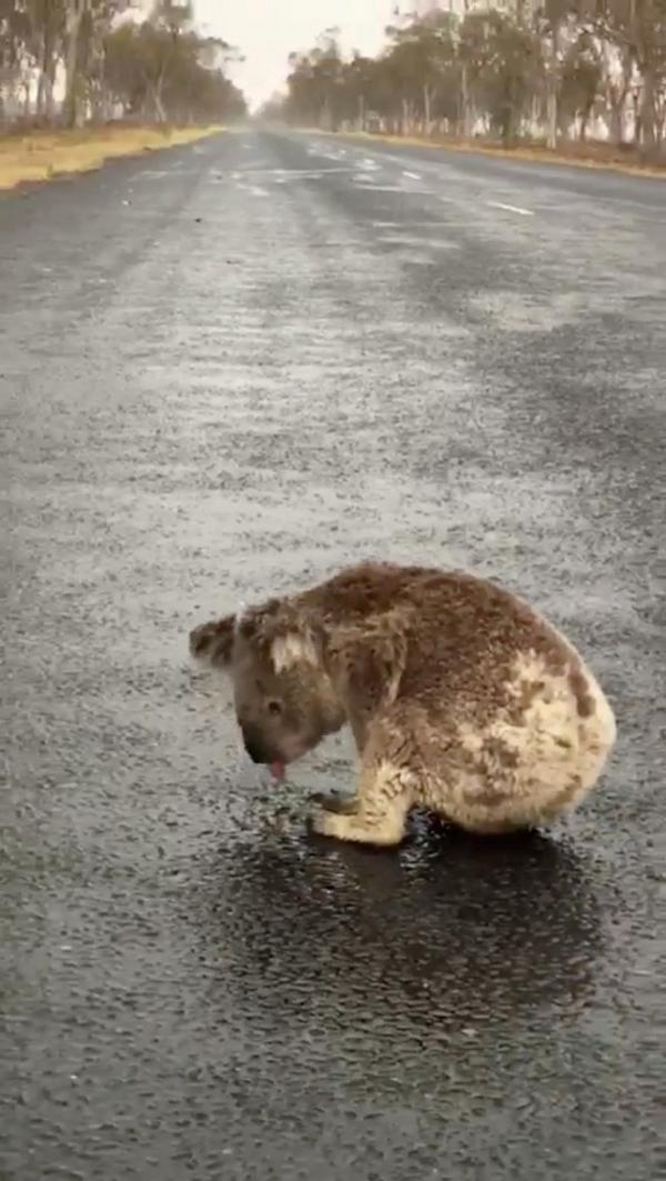 澳洲樹熊太口渴狂舔路面雨水 冒生命危險趴在馬路中心不願走