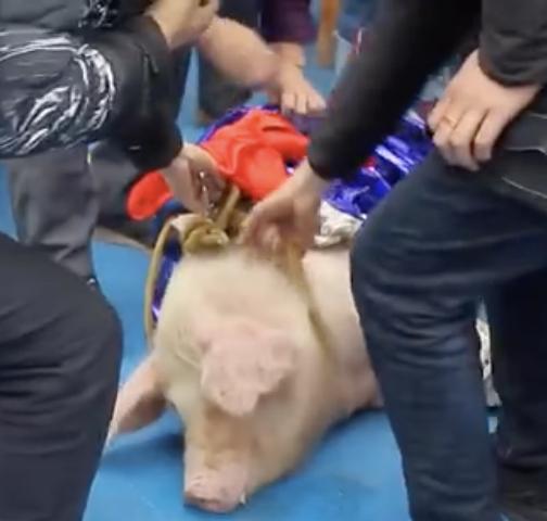重慶景區為宣傳推肥豬跳笨豬跳 網民嬲爆：虐待動物無人性！
