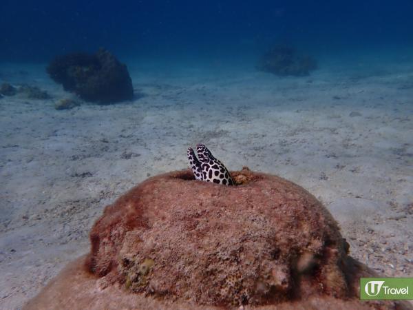 布吉潛水新體驗　 珊瑚保育、清潔海洋計劃