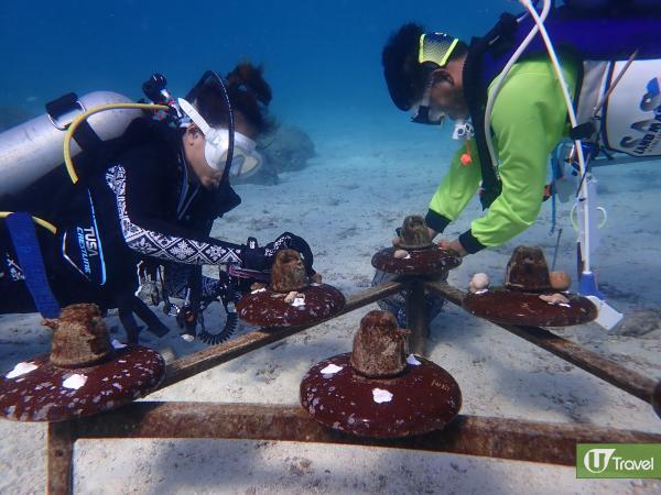 布吉潛水新體驗　 珊瑚保育、清潔海洋計劃
