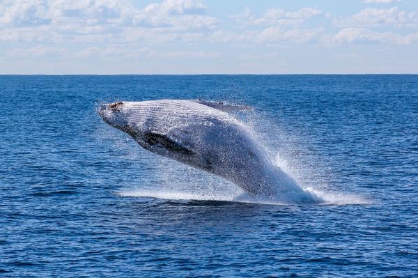 挪威賞鯨新景點The Whale於2022年開幕 企上屋頂欣賞鯨魚遊過、睇北極光