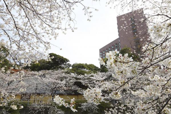 東京椿山莊酒店 Hotel Chinzanso Tokyo 東京5大賞櫻必住酒店 待在房間都可以欣賞櫻花盛開獨佔美景！