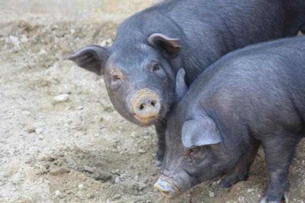 沖繩政府送50隻阿古豬往離島隔離 保護豬隻防感染豬瘟免絕種