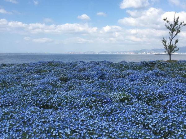 關西7大賞粉蝶花景點推介大阪 京都都有藍色花海 最近離心齋橋30分鐘車程 U Travel 旅遊資訊網站