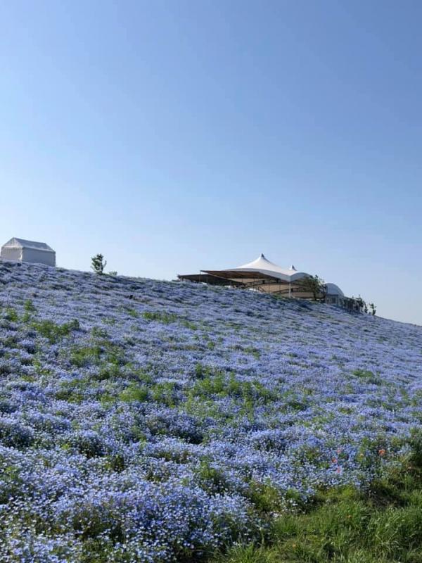 關西7大賞粉蝶花景點推介大阪 京都都有藍色花海 最近離心齋橋30分鐘車程 U Travel 旅遊資訊網站