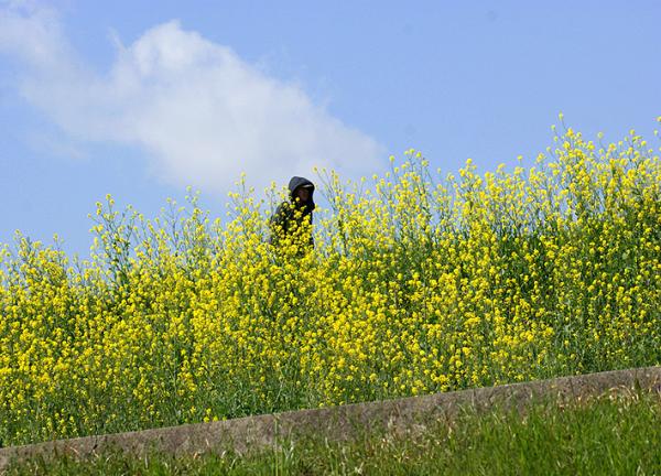 淀川河川公園（三島江區域）關西7大油菜花景點推介 4月油菜花與櫻花一同盛開、離大阪市中心30分鐘車程