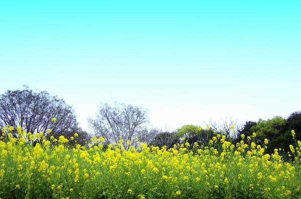 花博紀念公園鶴見綠地 關西7大油菜花景點推介 4月油菜花與櫻花一同盛開、離大阪市中心30分鐘車程