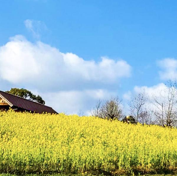 堺市．綠之博物館收穫之丘 關西7大油菜花景點推介 4月油菜花與櫻花一同盛開、離大阪市中心30分鐘車程