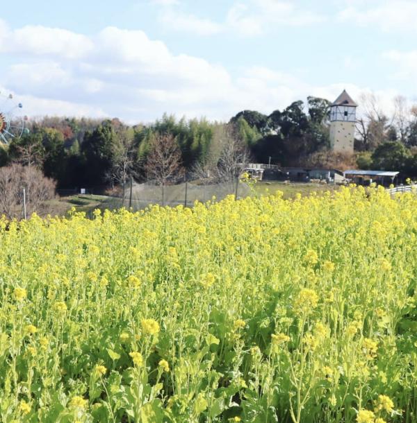 堺市．綠之博物館收穫之丘 關西7大油菜花景點推介 4月油菜花與櫻花一同盛開、離大阪市中心30分鐘車程