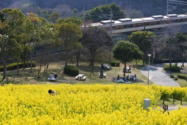 神戶綜合運動公園 關西7大油菜花景點推介 4月油菜花與櫻花一同盛開、離大阪市中心30分鐘車程