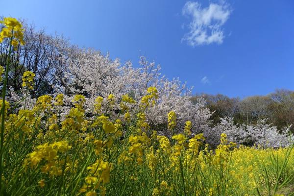 神戶綜合運動公園 關西7大油菜花景點推介 4月油菜花與櫻花一同盛開、離大阪市中心30分鐘車程