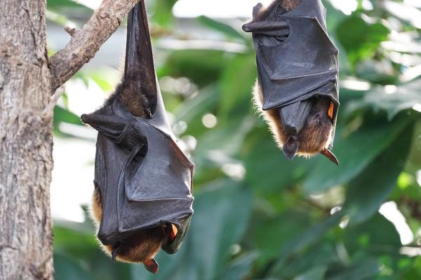 疫症爆發印尼蝙蝠仍熱賣 煮成蝙蝠咖喱進食以毒攻毒？