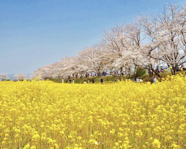 奈良 藤原宮跡 關西7大油菜花景點推介 4月油菜花與櫻花一同盛開、離大阪市中心30分鐘車程