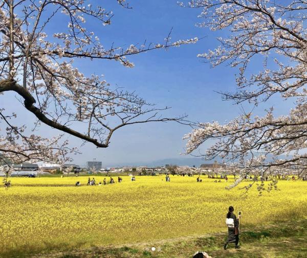 奈良 藤原宮跡 關西7大油菜花景點推介 4月油菜花與櫻花一同盛開、離大阪市中心30分鐘車程