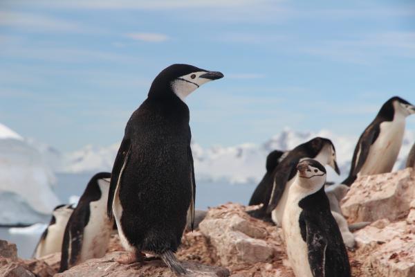 南極企鵝因全球暖化數量暴跌7成 科學家：融冰影響整條食物鏈