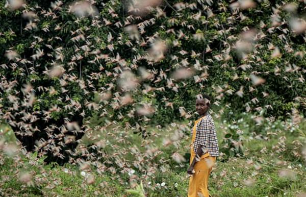 3600億隻蝗蟲逼近中國 農村農業部：爆發蝗災風險很低