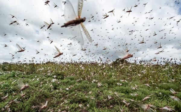 3600億隻蝗蟲逼近中國 農村農業部：爆發蝗災風險很低