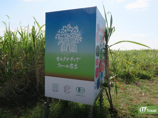 宮古島冬季限定3大體驗 自製黑糖體驗 Alternative Farm