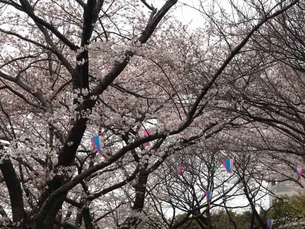 飛鳥山公園 東京櫻花